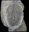 Excellent Wanneria Trilobite - BC, Canada #19648-1